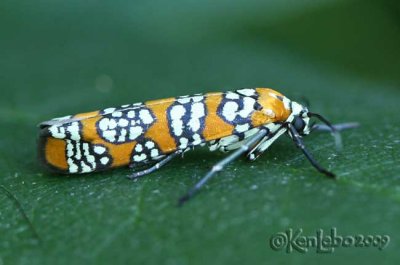 Ailanthus Webworm Moth - Atteva punctella #2401