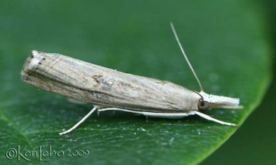 Bluegrass Webworm Moth Parapediasia teterrella #5451