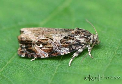 Macrame Moth Phaecasiophora confixana #2771