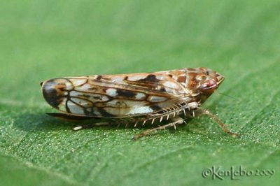 Leafhopper Osbornellus (Deltocephalinae)