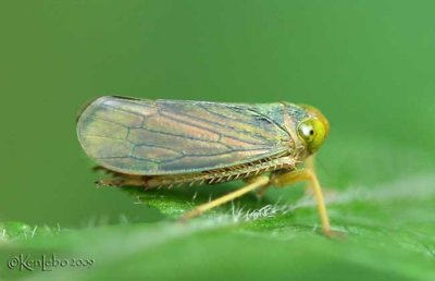 Leafhopper Coelidiinae