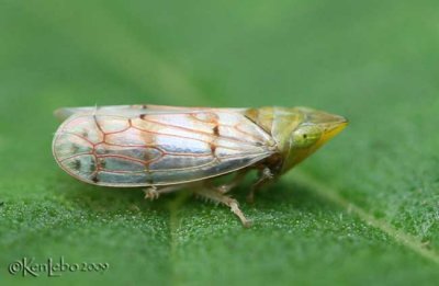 Leafhopper