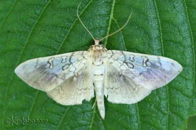 Basswood Leafroller Moth Pantographa limata #5241