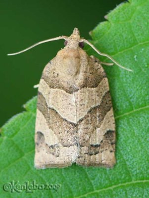Woodgrain Leafroller Moth Pandemis lamprosana #3593