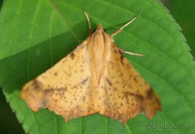 Maple Spanworm Moth Ennomos magnaria #6797