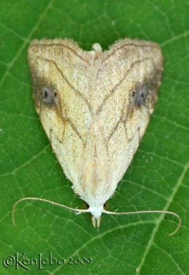 Spotted Grass Moth Rivula propinqualis #8404