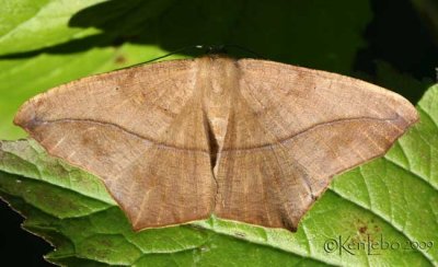 Large Maple Spanworm Moth Prochoerodes transversata #6982