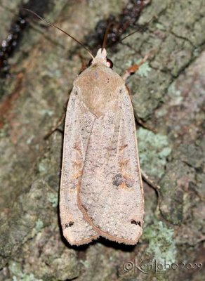 Noctua pronuba #11003.1