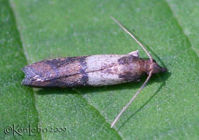 Indian Meal Moth Plodia interpunctella #6019