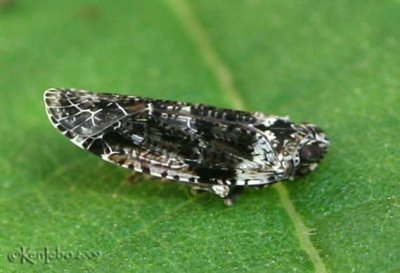 Achilid Planthopper