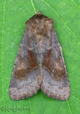 Bronzed Cutworm Moth Nephelodes minians #10524