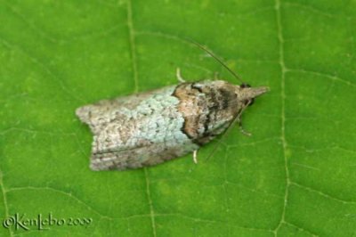 Raspberry Leaf-roller Moth Epinotia medioviridana #3286