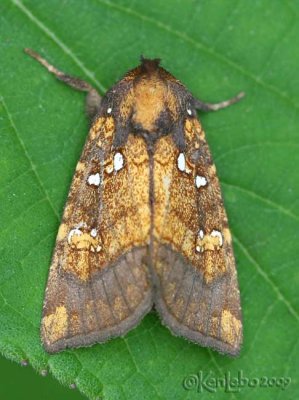 Northern Burdock Borer Moth Papaipema arctivorens #9471