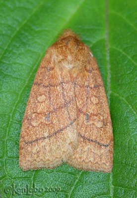 Mustard Sallow Pyreferra hesperidago #9929