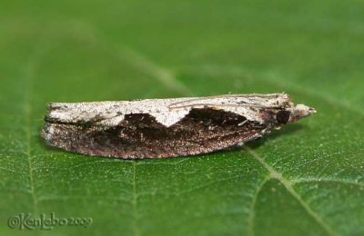 Diamondback Moth Epinotia lindana #3351