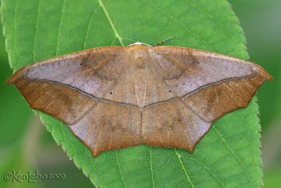 moths 4 Geometers 6076 - 7181