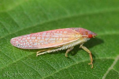 Leafhopper Gyponinae