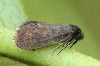 Planthopper Parasite Moth Fulgoraecia exigua #4701
