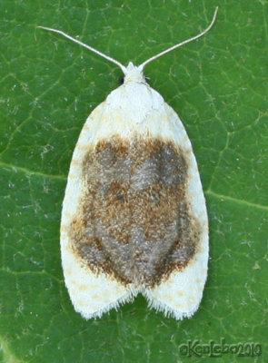 Oak Leaftier Moth Acleris semipurpurana #3503