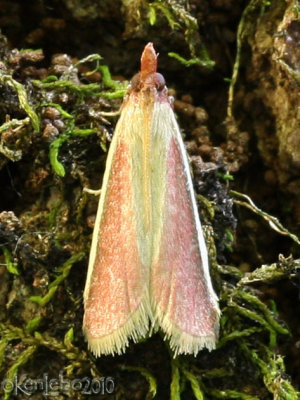Carmine Snout Moth Peoria approximella #6053