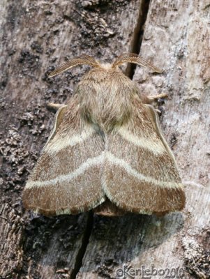 Eastern Tent Caterpillar Moth Malacosoma americanum #7701