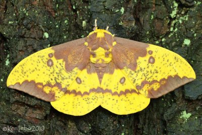 Imperial Moth Eacles imperialis #7704