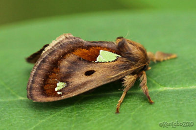 Spiny Oak Slug Moth Euclea delphinii #4697