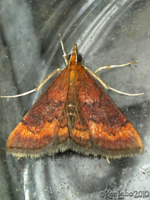 Variable Reddish Pyrausta Moth Pyrausta rubricalis #5051