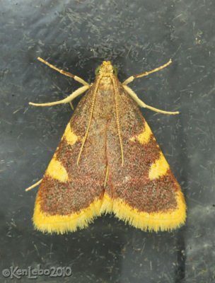 Clover Hayworm Moth Hypsopygia costalis #5524