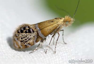 Riding's Fairy Moth Adela ridingsella #0228