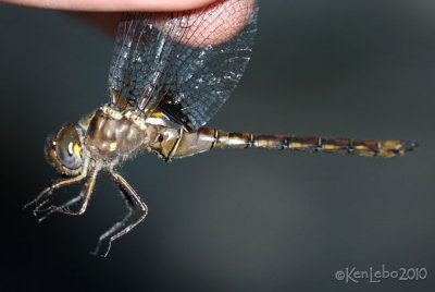 Stygian Shadowdragon Neurocordulia yamaskanensis