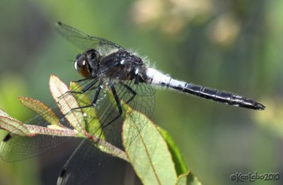 Frosted Whiteface <i>Leucorrhinia frigida</i>