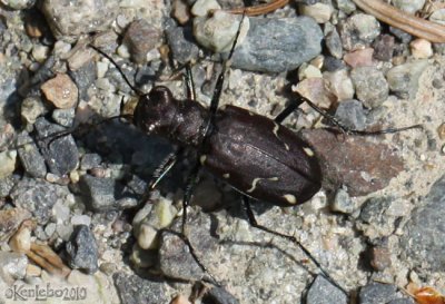 Boreal Long-lipped Tiger Beetle