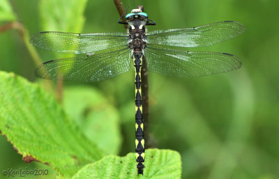 Delta-spotted Spiketail Cordulegaster diastatops