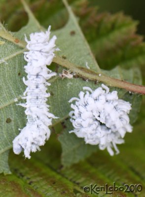 Sawfly larve Butternut Woolyworm