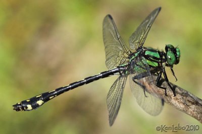Extra-striped Snaketail Ophiogomphus anomalus