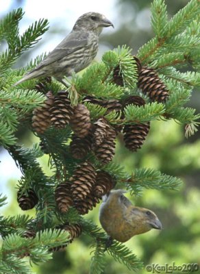 Red Crossbills