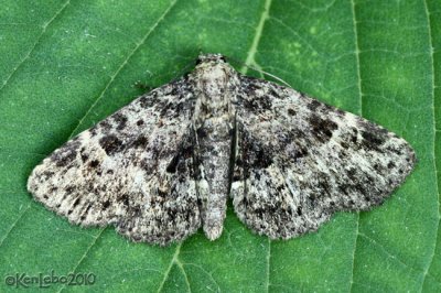 Common Fungus Moth Metalectra discalis #8499