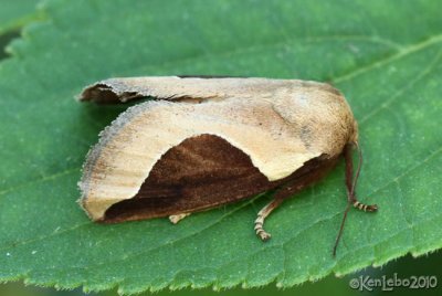 Skiff Moth Prolimacodes badia #4671