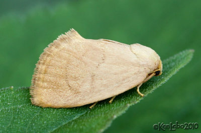 Red-crossed Button Slug Moth Tortricidia pallida #4653