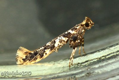 Caloptilia serotinella #0637