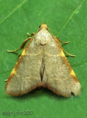 Pink-fringed Dolichomia Moth Dolichomia binodulalis #5530