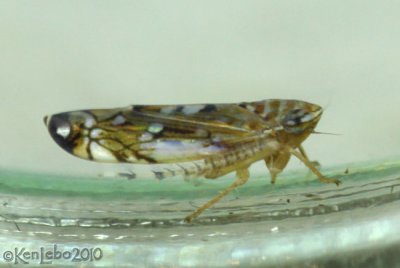 Leafhopper Osbornellus (Deltocephalinae)