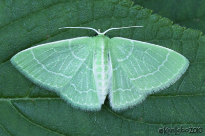 Wavy-lined Emerald Synchlora aerata #7058