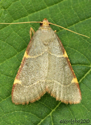 Pink-fringed Dolichomia Moth Dolichomia binodulalis #5530