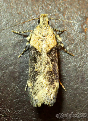 Black-smudged Chionodes Moth Chionodes mediofuscella #2093