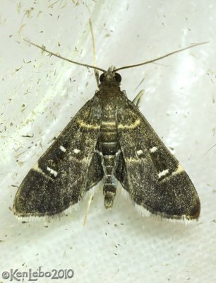 Harlequin Webworm Moth Diathrausta harlequinalis #5175