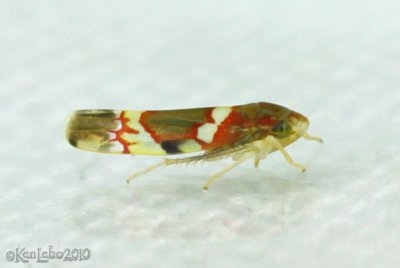 Leafhopper Erythroneura vitis