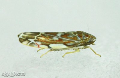Leafhopper Erasmoneura vulnerata