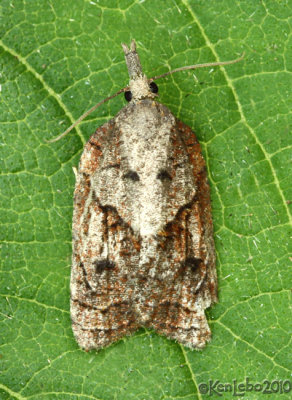 Tufted Apple Bud Moth Platynota idaeusalis #3740